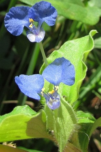 Commelina benghalensis