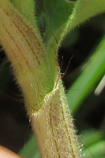 Commelina benghalensis