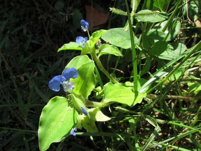 Commelina benghalensis