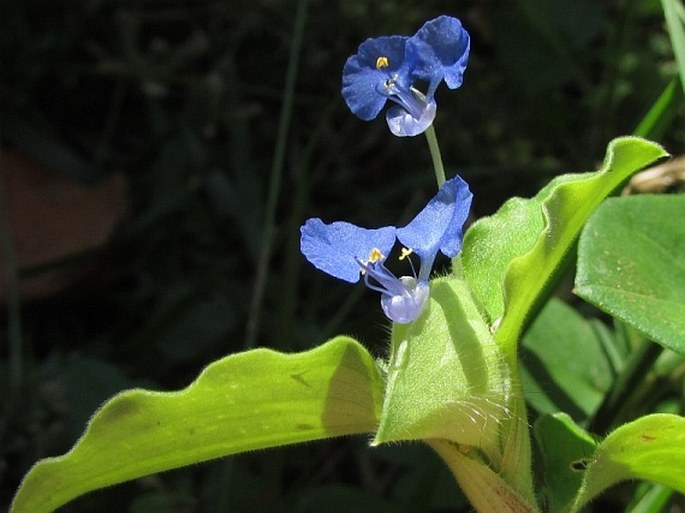 Commelina benghalensis