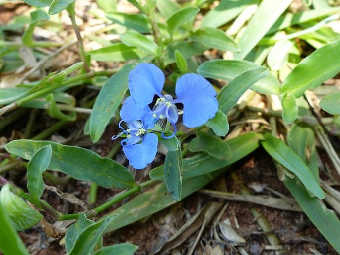 Commelina forskaolii