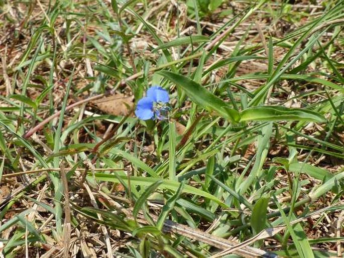 Commelina forskaolii