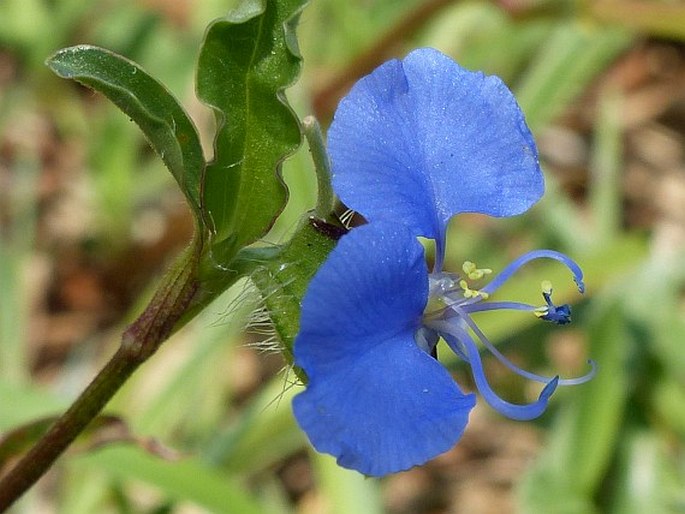 Commelina forskaolii