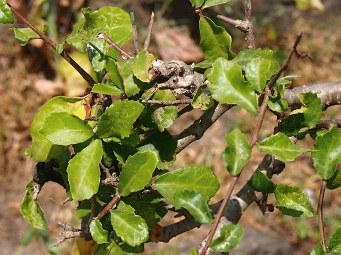 Commiphora kua