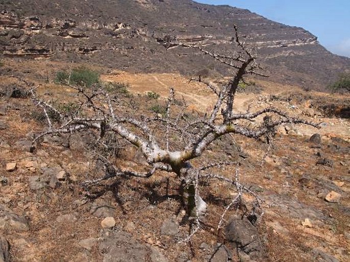 Commiphora kua