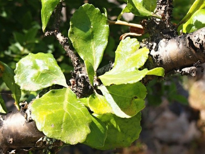 Commiphora kua