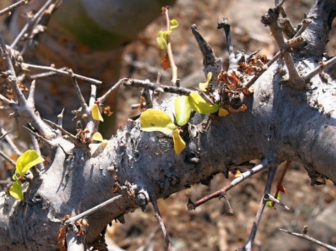 Commiphora kua