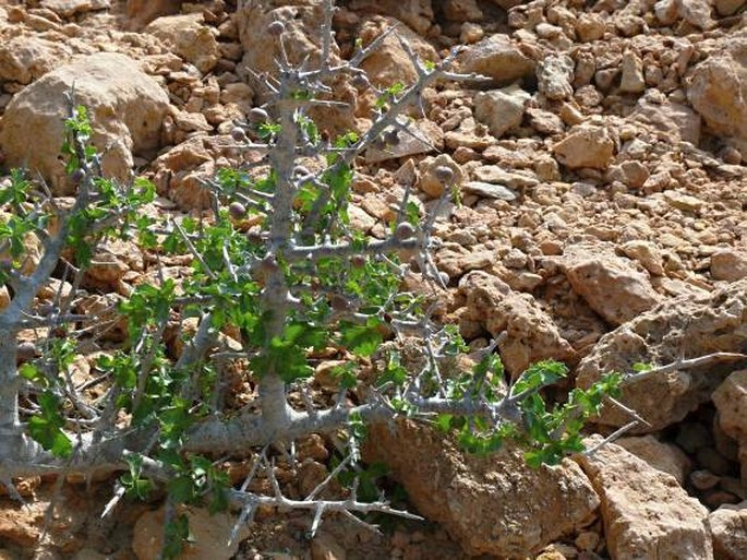 Commiphora wightii