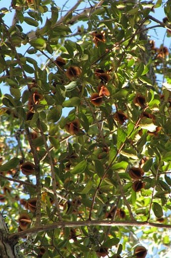 Combretum hereroense