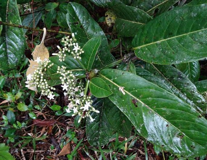 Coptosperma humblotii