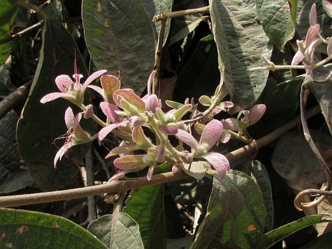 Congea tomentosa