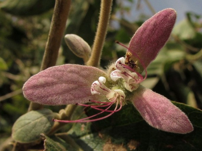 Congea tomentosa