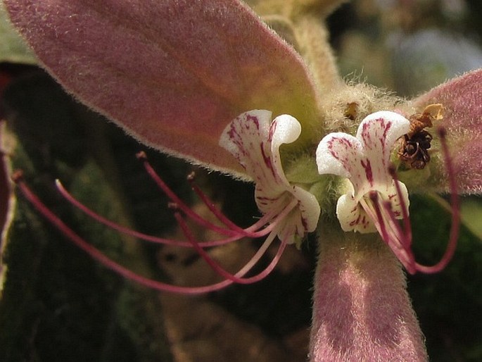 Congea tomentosa