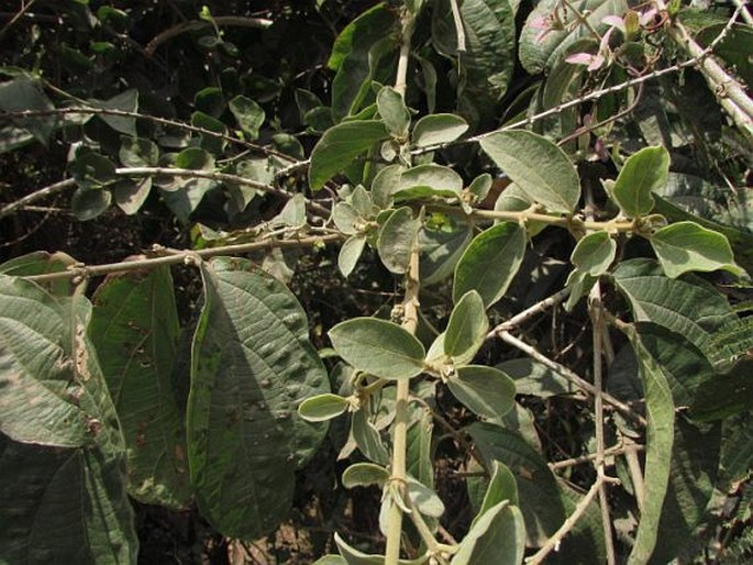 Congea tomentosa