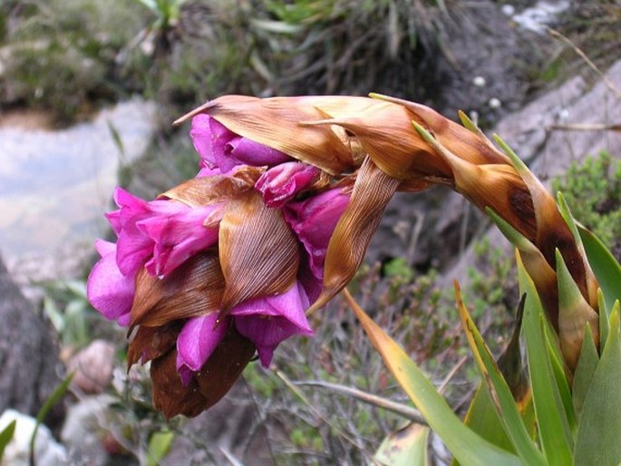 CONNELLIA AUGUSTAE (M. R. Schomb.) N. E. Br.