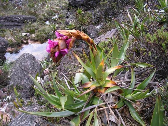 Connellia augustae