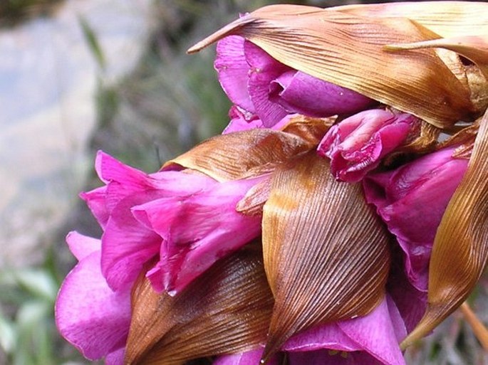 Connellia augustae