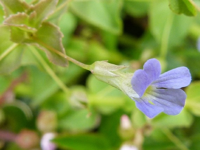 Conobea aquatica