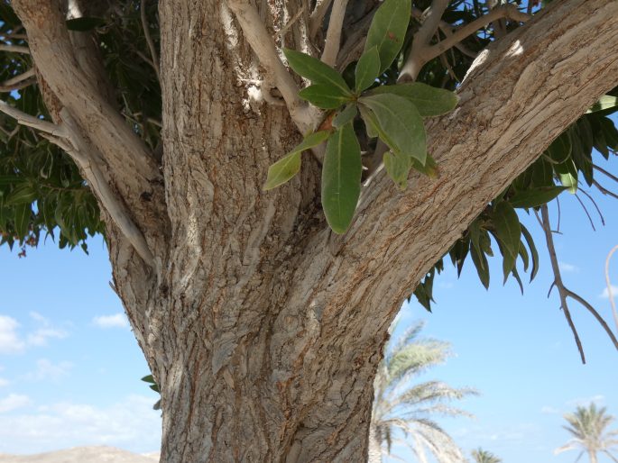 Conocarpus lancifolius