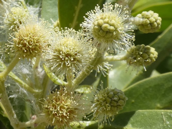 Conocarpus lancifolius