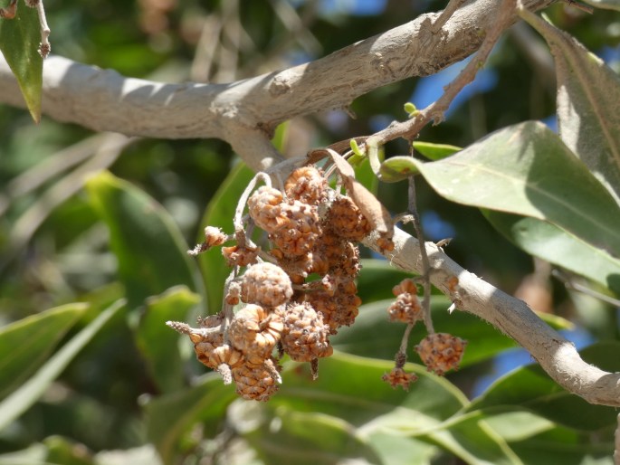 Conocarpus lancifolius