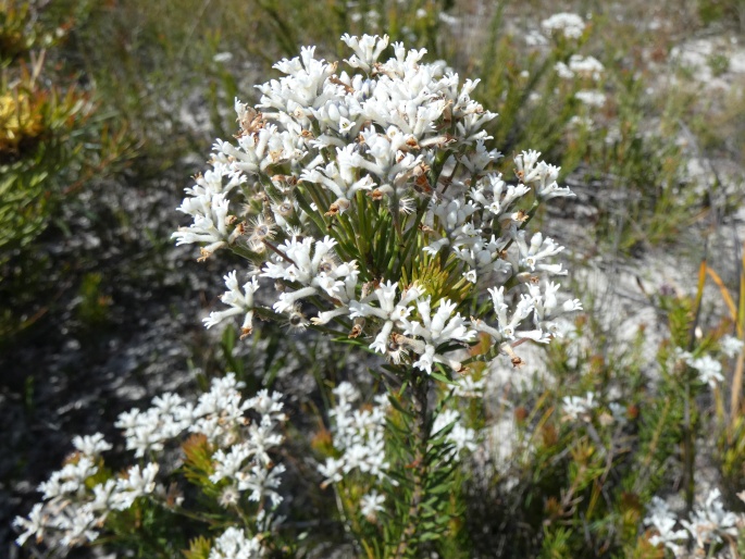 Conospermum ericifolium