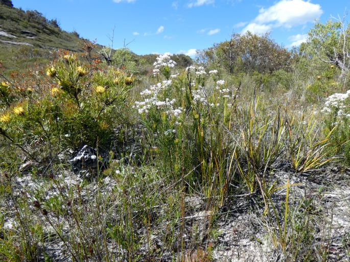 Conospermum ericifolium