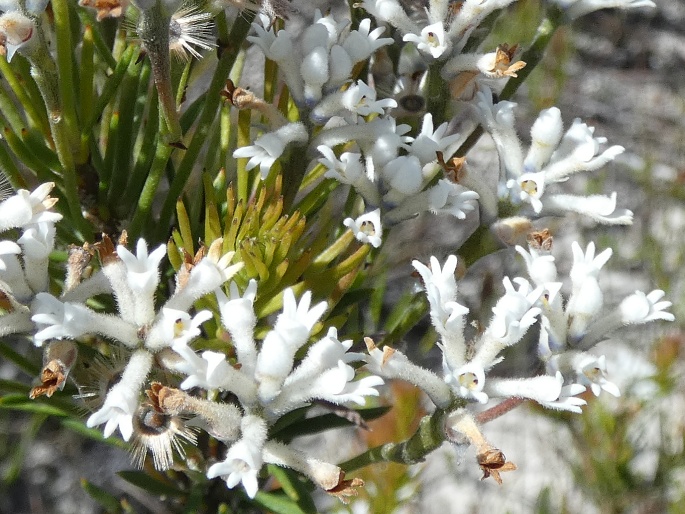 Conospermum ericifolium