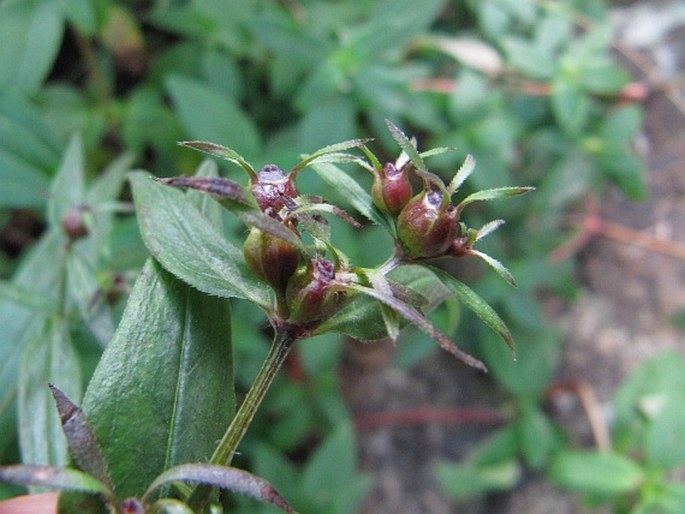 Conostomium natalense