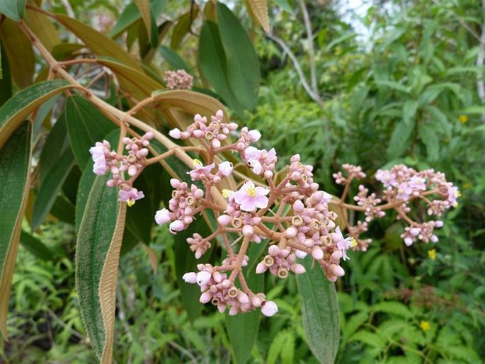 CONOSTEGIA XALAPENSIS (Bonpl.) D. Don ex DC.