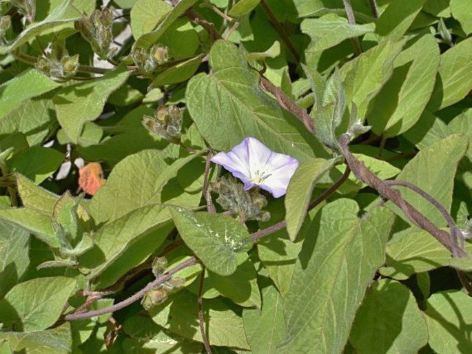 Convolvulus canariensis