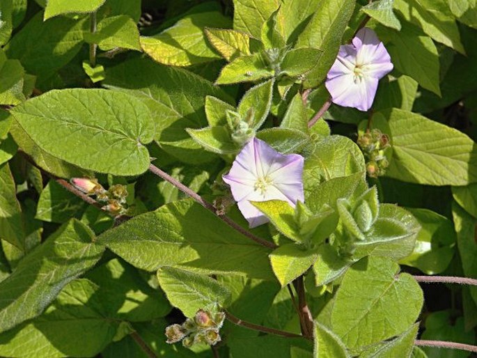 Convolvulus canariensis