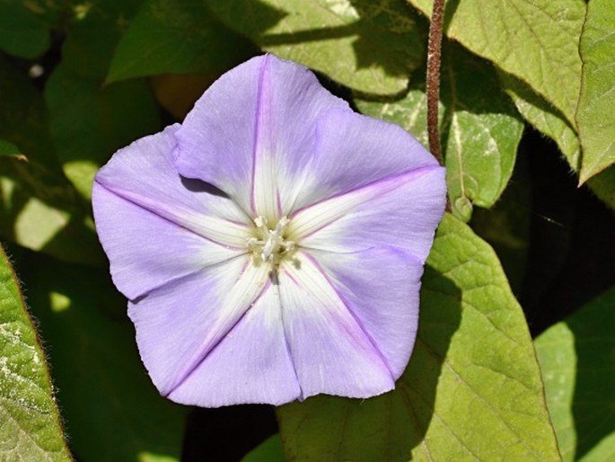 Convolvulus canariensis