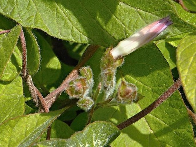 Convolvulus canariensis