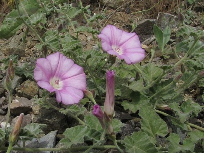 CONVOLVULUS GALATICUS Rost. ex Choisy