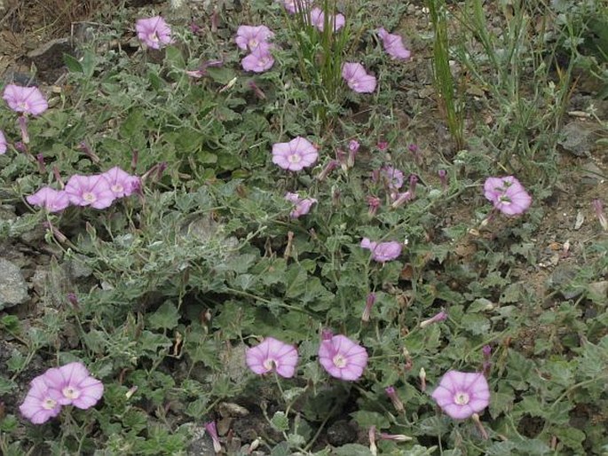 Convolvulus galaticus