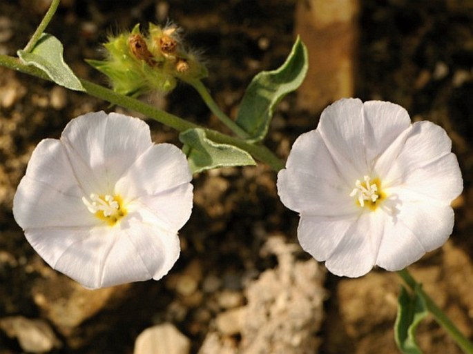 Convolvulus glomeratus