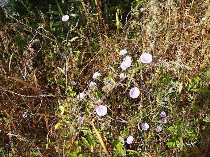 Convolvulus glomeratus