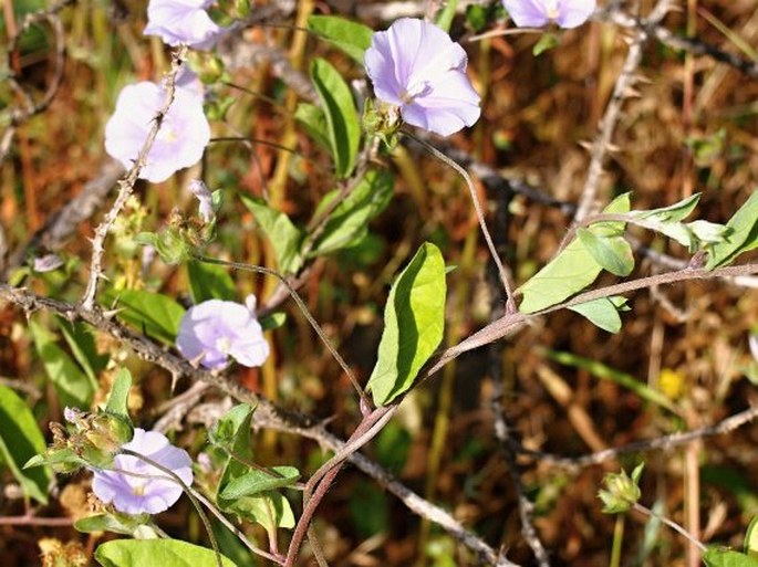 Convolvulus glomeratus