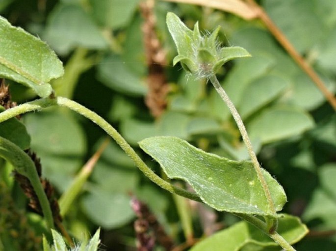 Convolvulus glomeratus