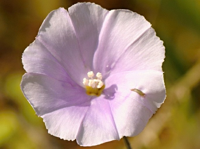 Convolvulus glomeratus