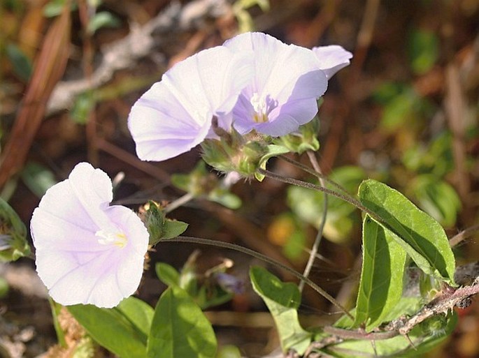 Convolvulus glomeratus