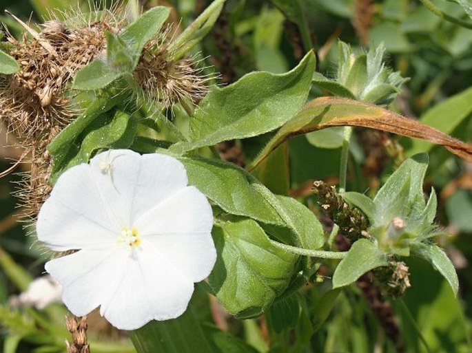 Convolvulus glomeratus