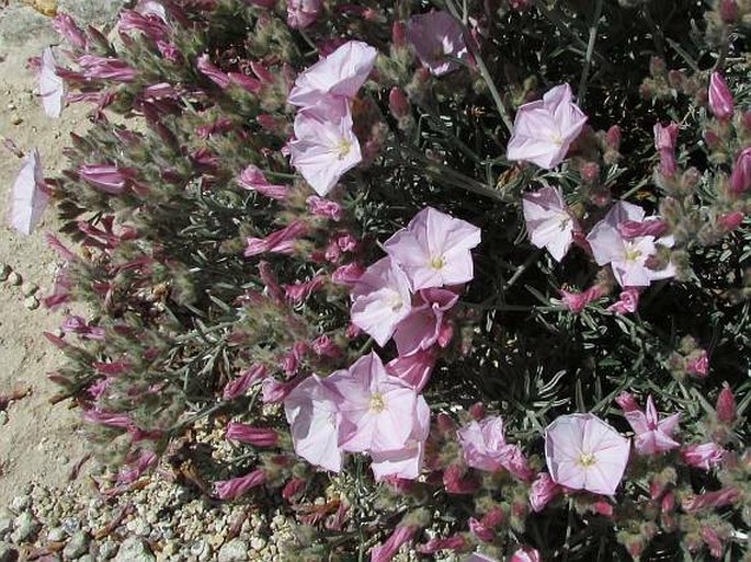 Convolvulus oleifolius