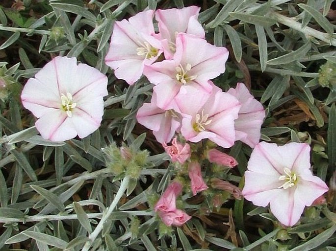 Convolvulus oleifolius