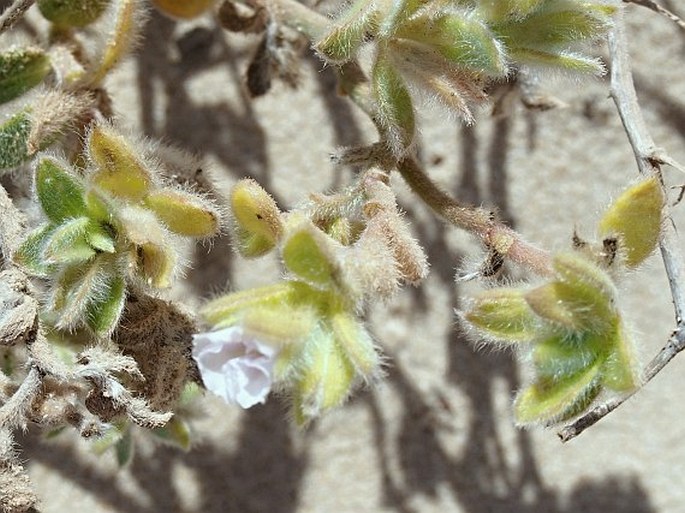 Convolvulus oppositifolius