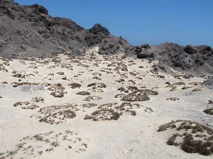 Convolvulus oppositifolius