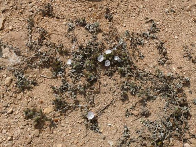 Convolvulus oppositifolius