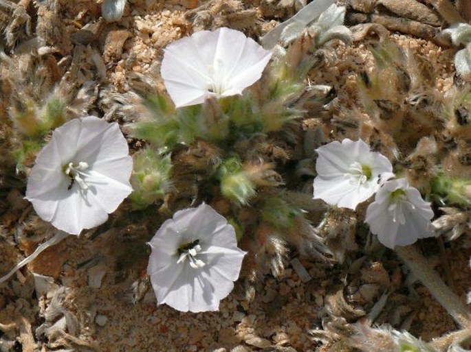 Convolvulus oppositifolius