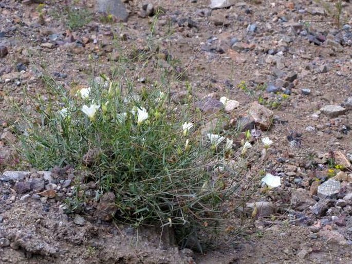 Convolvulus pseudoscammonia